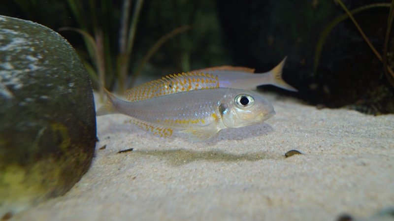 Xenotilapia flavipinnis 'Kiriza'